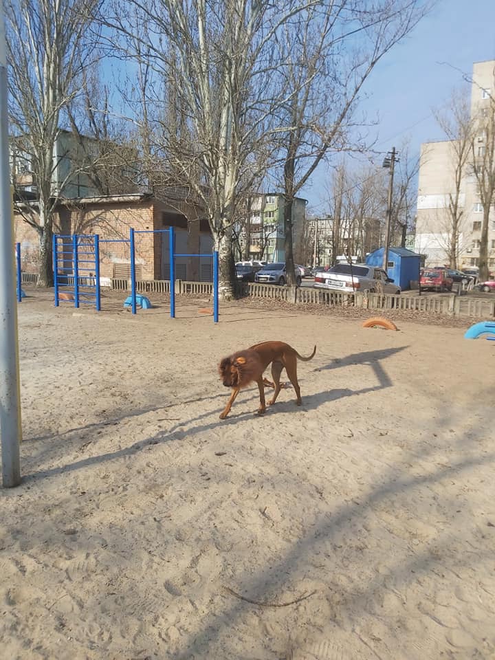 В Днепре шутник пугал местных жителей собакой в костюме льва на 1 апреля. Фото