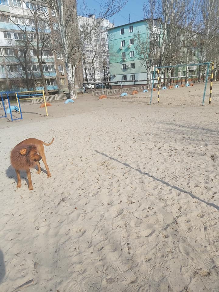 В Днепре шутник пугал местных жителей собакой в костюме льва на 1 апреля. Фото